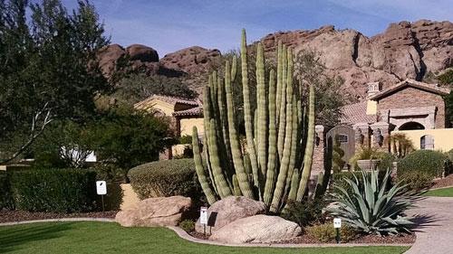 Landscape Design Scottsdale | Desert Environments